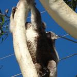 Raymond Island - Koalas